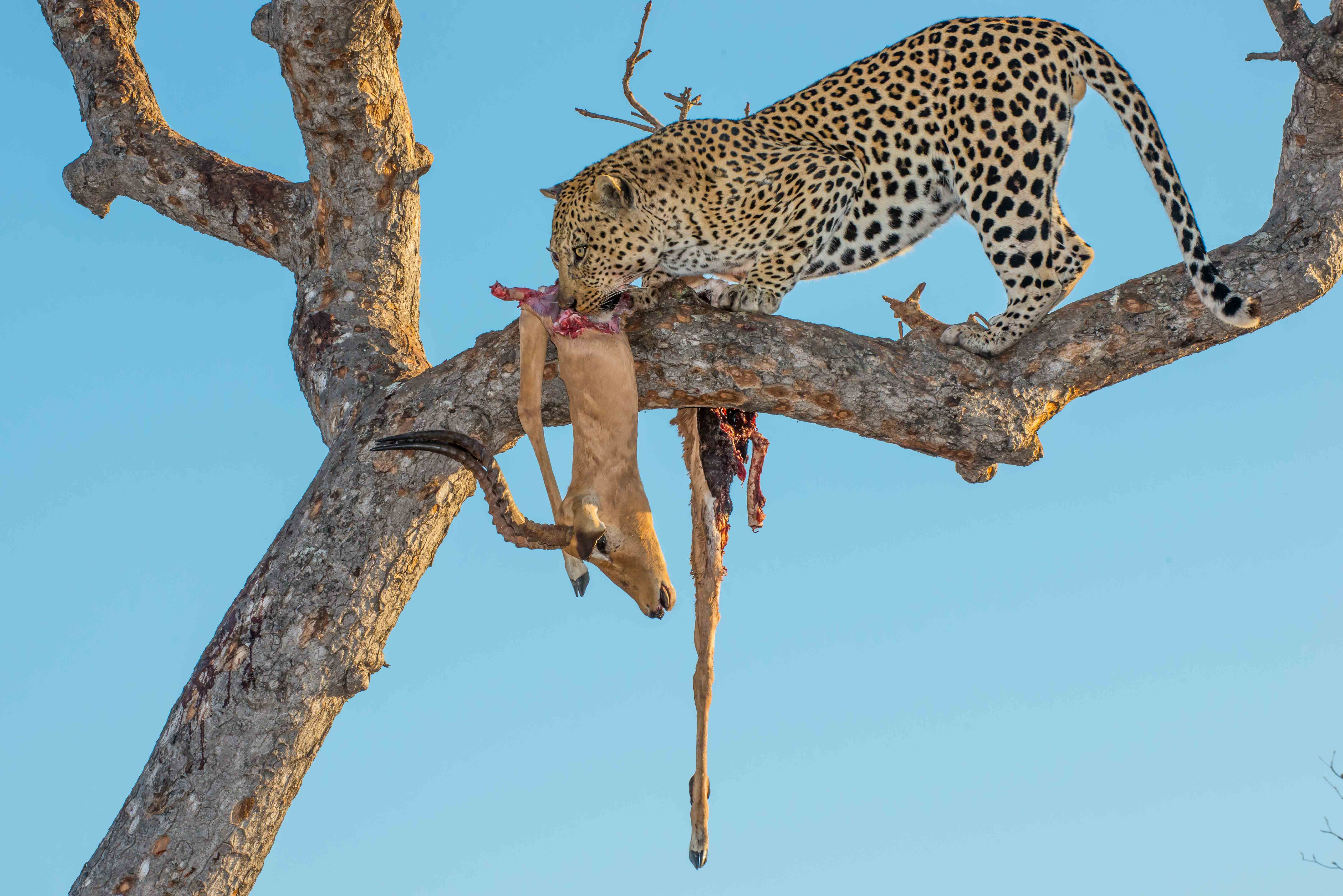 Africa Wildlife Safari - Umkumbe Bush Camp - Sabi Sands - Kruger